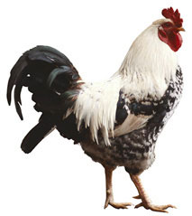 cock-1.jpg